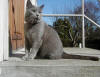 Detta �r katten Murre