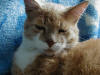 katten Zimba